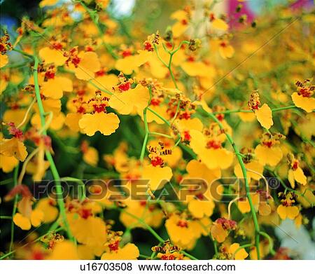plant, flower, yellow View Large Photo Image Stock Photo - plant, flower, yellow. Fotosearch