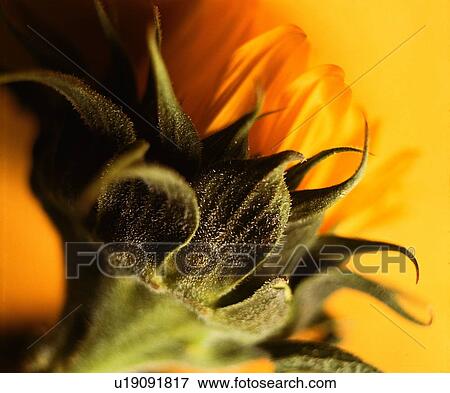 Stock Photo - plant, flower, yellow. Fotosearch