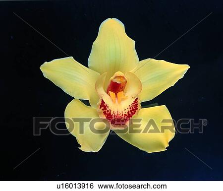Stock Photograph - plant, flower, yellow. Fotosearch