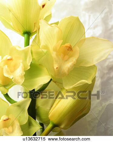 Stock Photography - plant, flower, yellow. Fotosearch