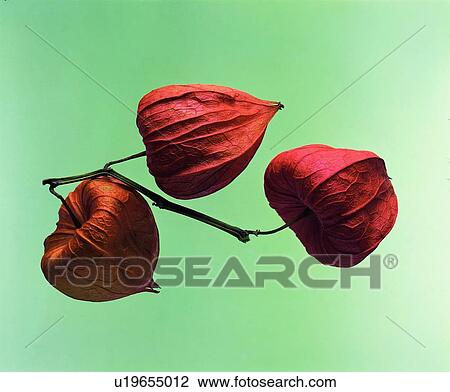 plant, fruit, brown, orange View Large Photo Image Stock Image - plant, fruit, brown, orange. Fotosearch