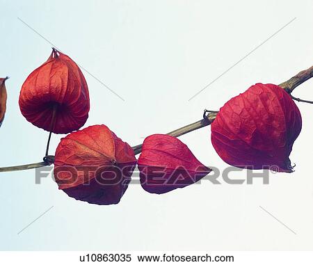 plant, fruit, orange, brown View Large Photo Image Stock Photography - plant, fruit, orange, brown. Fotosearch