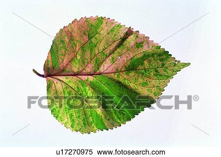 Stock Photography - plant, green, leaf. Fotosearch