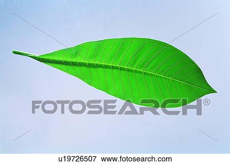 plant, leaf, green View Large Photo Image Stock Photo - plant, leaf, green. Fotosearch