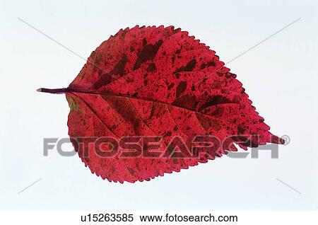 plant, leaf, orange, brown View Large Photo Image Stock Photography - plant, leaf, orange, brown. Fotosearch