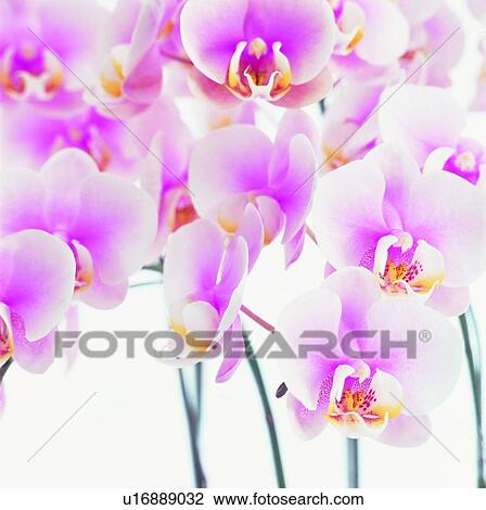 plant, pink, flower View Large Photo Image Stock Image - plant, pink, flower. Fotosearch
