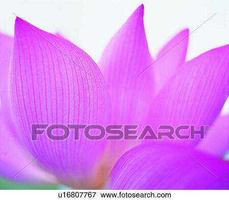 plant, pink, flower View Large Photo Image Stock Photo - plant, pink, flower. Fotosearch