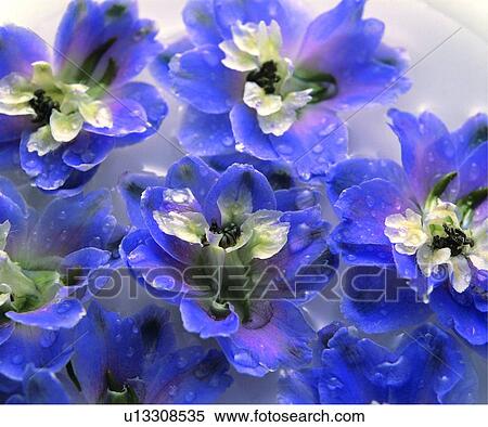 plant, red, flower View Large Photo Image Stock Photography - plant, red, flower. Fotosearch