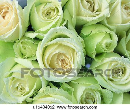 plant, rose, white, flower View Large Photo Image Stock Image - plant, rose, white, flower. Fotosearch
