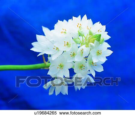plant, white, flower View Large Photo Image Stock Photography - plant, white, flower. Fotosearch