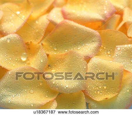plant, yellow, flower View Large Photo Image Stock Photo - plant, yellow, flower. Fotosearch