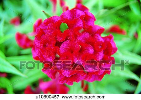 red, plant, flower, green View Large Photo Image Stock Photo - red, plant, flower, green. Fotosearch