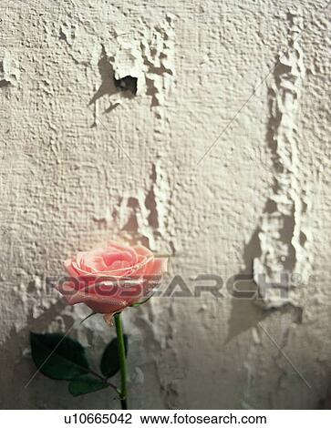 sand, pink, flower, plant View Large Photo Image Stock Image - sand, pink, flower, plant. Fotosearch