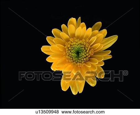 sunflower, yellow, plant, flower View Large Photo Image Stock Photo - sunflower, yellow, plant, flower. Fotosearch