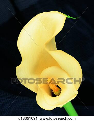 Stock Image - yellow, flower, plant. Fotosearch
