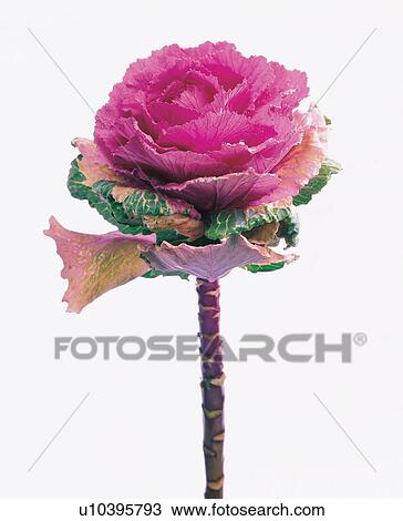 beautiful, beauty, blooming View Large Photo Image Stock Image - beautiful, beauty, blooming. Fotosearch