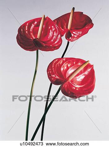 beautiful, beauty, blooming View Large Photo Image Stock Image - beautiful, beauty, blooming. Fotosearch