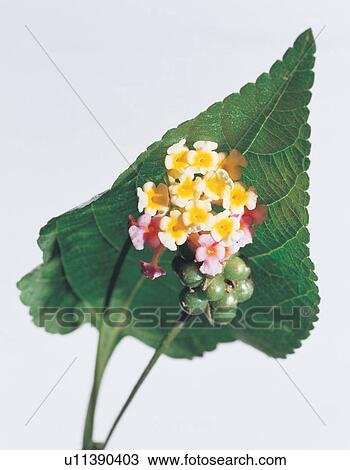 Stock Image - beautiful, beauty, blooming. Fotosearch