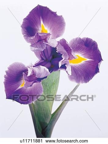 beautiful, beauty, blooming View Large Photo Image Stock Image - beautiful, beauty, blooming. Fotosearch