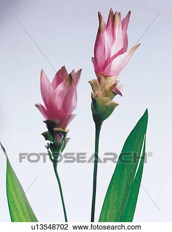 Stock Image - beautiful, beauty, blooming. Fotosearch