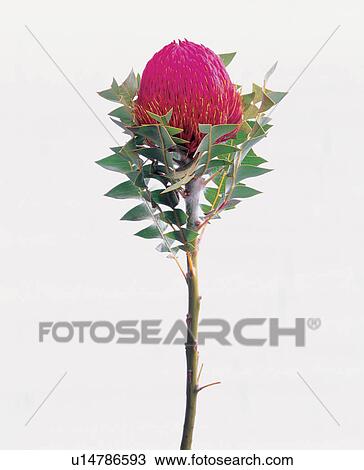Stock Image - beautiful, beauty, blooming. Fotosearch