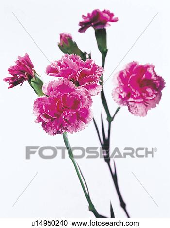 beautiful, beauty, blooming View Large Photo Image Stock Image - beautiful, beauty, blooming. Fotosearch