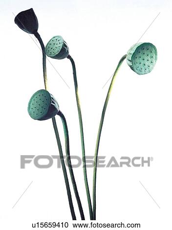 beautiful, beauty, blooming View Large Photo Image Stock Image - beautiful, beauty, blooming. Fotosearch