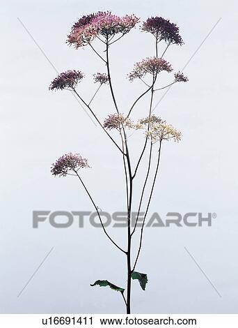 beautiful, beauty, blooming View Large Photo Image Stock Image - beautiful, beauty, blooming. Fotosearch
