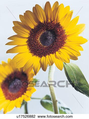 Stock Image - beautiful, beauty, blooming. Fotosearch
