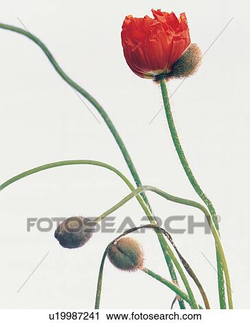 Stock Image - beautiful, beauty, blooming. Fotosearch