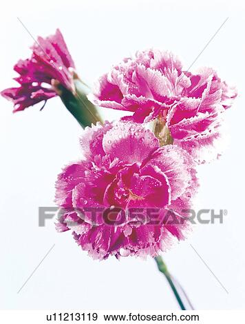 Stock Photo - beautiful, beauty, blooming. Fotosearch