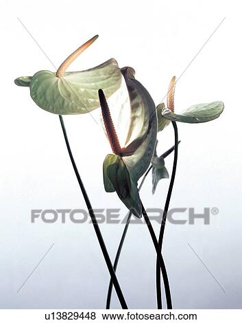 beautiful, beauty, blooming View Large Photo Image Stock Photo - beautiful, beauty, blooming. Fotosearch