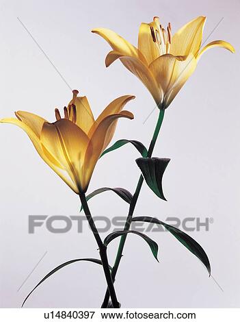Stock Photo - beautiful, beauty, blooming. Fotosearch