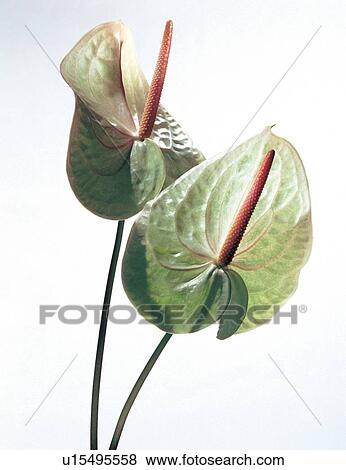Stock Photo - beautiful, beauty, blooming. Fotosearch