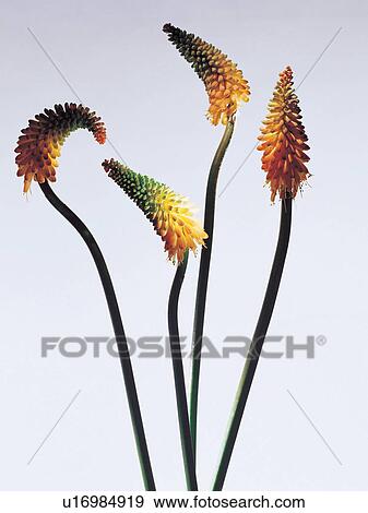 beautiful, beauty, blooming View Large Photo Image Stock Photo - beautiful, beauty, blooming. Fotosearch