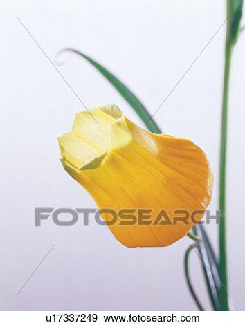 Stock Photo - beautiful, beauty, blooming. Fotosearch