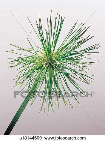 Stock Photo - beautiful, beauty, blooming. Fotosearch