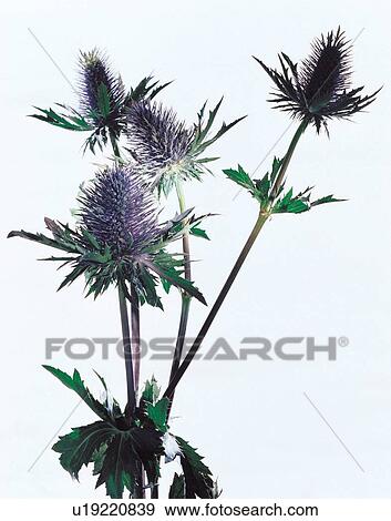 beautiful, beauty, blooming View Large Photo Image Stock Photo - beautiful, beauty, blooming. Fotosearch