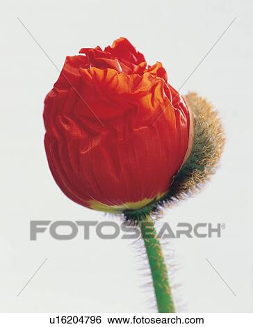Stock Photograph - beautiful, beauty, blooming. Fotosearch