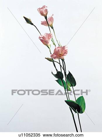 Stock Photography - beautiful, beauty, blooming. Fotosearch