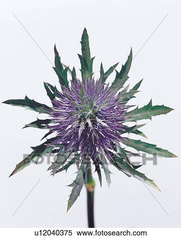 Stock Photography - beautiful, beauty, blooming. Fotosearch
