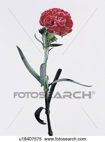 Stock Photography - beautiful, beauty, blooming. Fotosearch