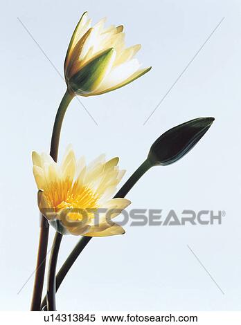 Stock Photography - beautiful, blossoming, close-up, pretty, stalk. Fotosearch