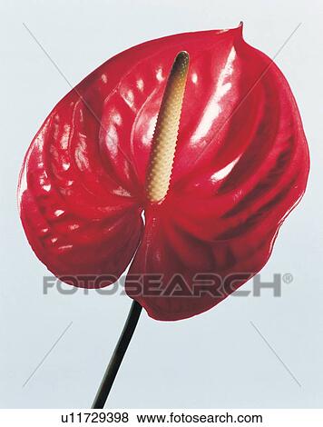 beauty, flower, life, flora, stalk View Large Photo Image Stock Photo - beauty, flower, life, flora, stalk. Fotosearch