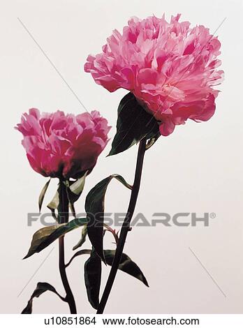 beauty, nature, season, plant life, flora, detail View Large Photo Image Picture - beauty, nature, season, plant life, flora, detail. Fotosearch