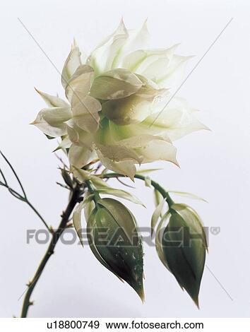 Stock Photo - blooming, flower, white background, tranquility, beautiful, stalk, pretty. Fotosearch