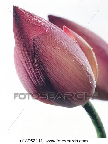blooming, petals, natural, focus, life, cultivated View Large Photo Image Stock Image - blooming, petals, natural, focus, life, cultivated. Fotosearch