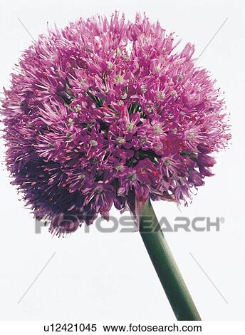 close-up, beauty, white background, indoor, petals, pretty View Large Photo Image Stock Photography - close-up, beauty, white background, indoor, petals, pretty. Fotosearch