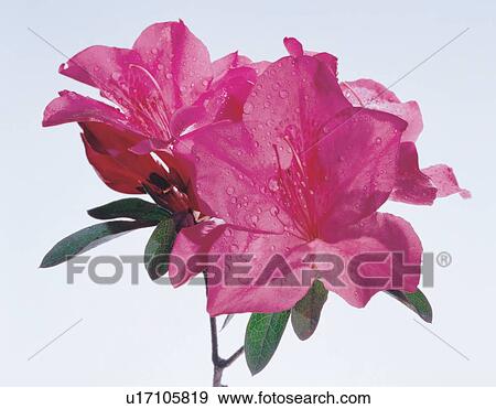 Stock Photo - close-up, blooming, nature, tranquility, pretty, leaves, object. Fotosearch