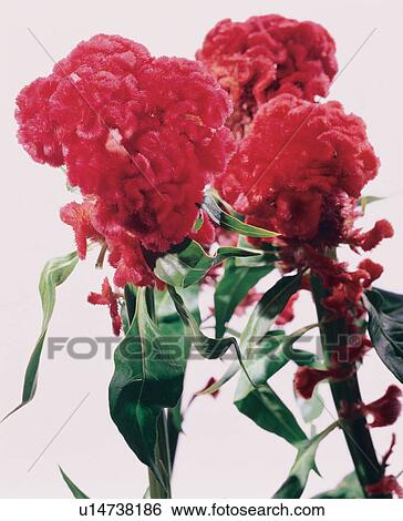 detail, beauty, leaves, indoor, natural, spring View Large Photo Image Stock Photograph - detail, beauty, leaves, indoor, natural, spring. Fotosearch
